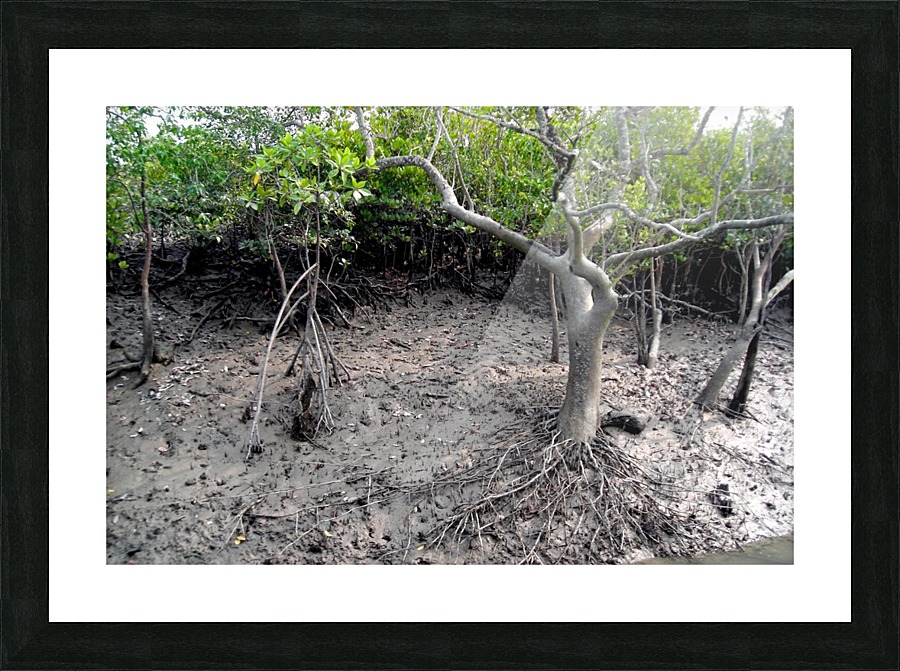 MANGROVE TREE Picture Frame print