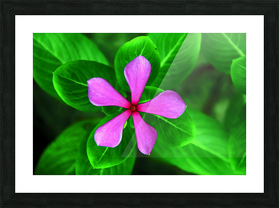 DSC 0450 Picture Frame print