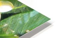 WHITE FLOWER HD Metal print