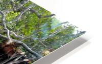 MANGROVE TREE HD Metal print