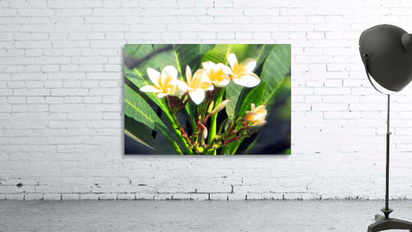 WHITE FLOWER Wall Preview