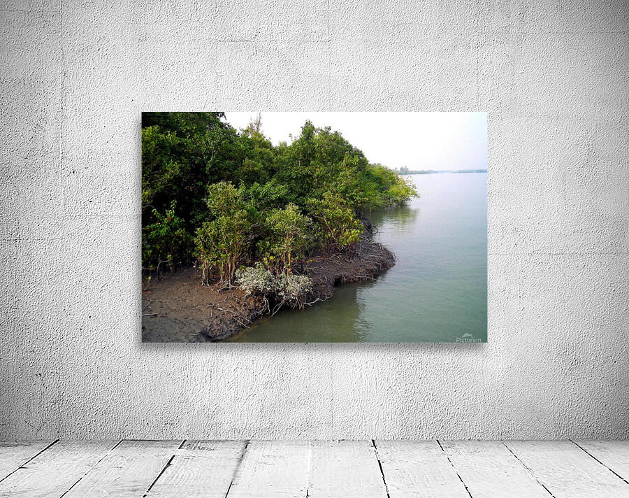 MANGROVE  FOREST Wall Preview