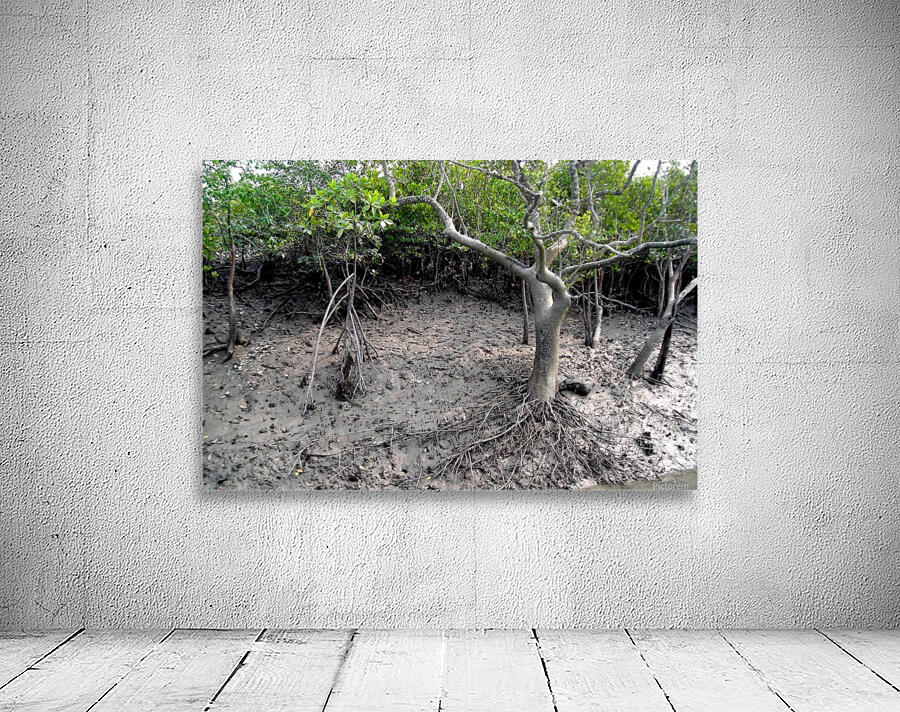 MANGROVE TREE Wall Preview