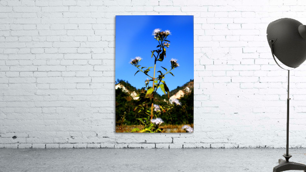MORNING  FLOWER Wall Preview
