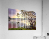 Swans Acrylic Print