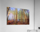Fog Acrylic Print