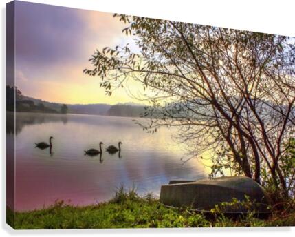 Swans Canvas Print