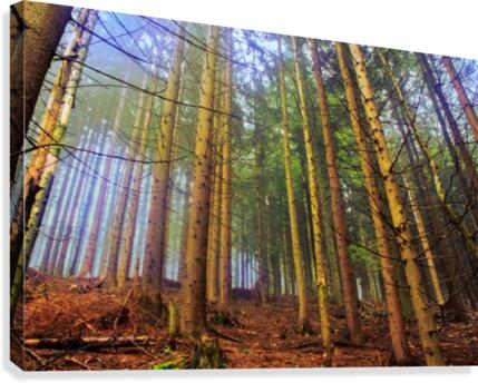 Fog Canvas Print