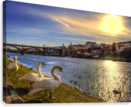 8a (1) Canvas Print