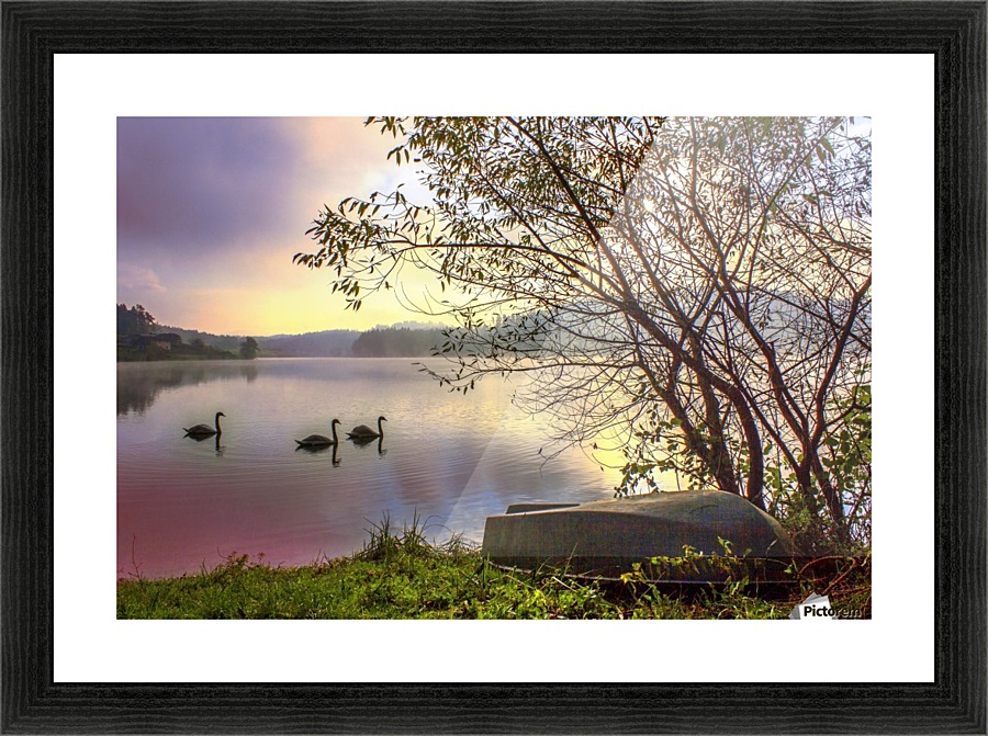 Swans Picture Frame print