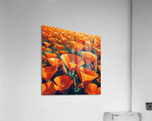 ai artist debra amerson california poppy super bl Acrylic Print