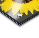 Sunflower Acrylic print