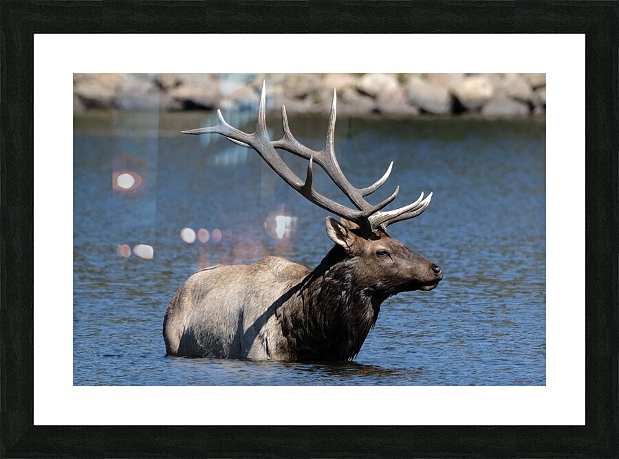 Lake Estes Bull Elk  Picture Frame print