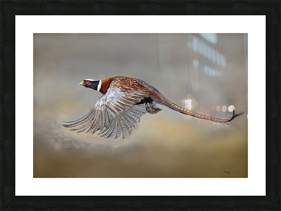 Pheasent Picture Frame print