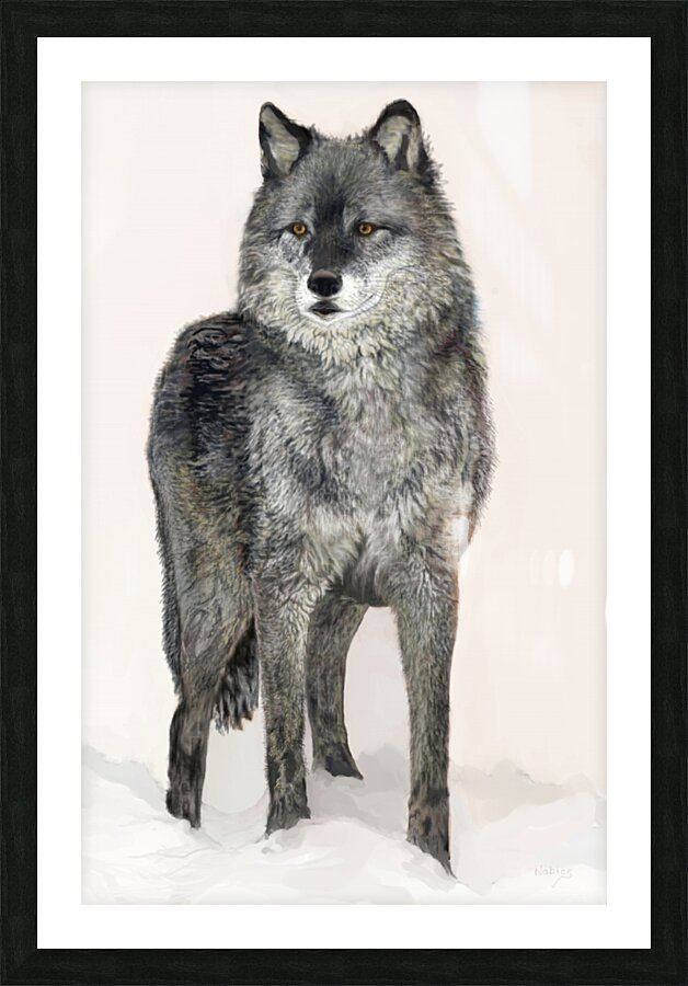 Grey Wolf  Picture Frame print