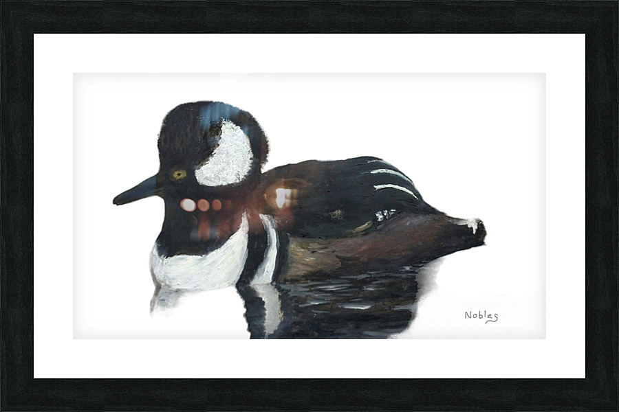  Hooded Merganser   Picture Frame print