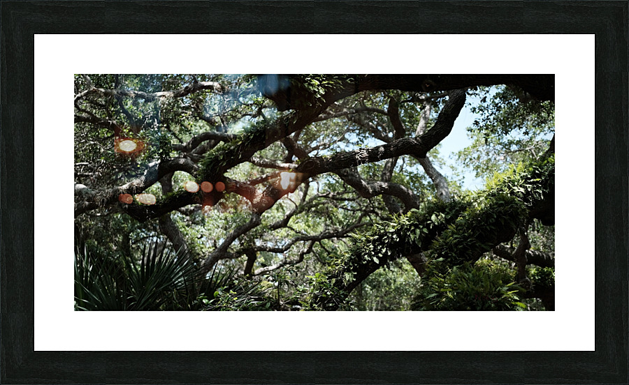 St.  Augustine old oak Picture Frame print