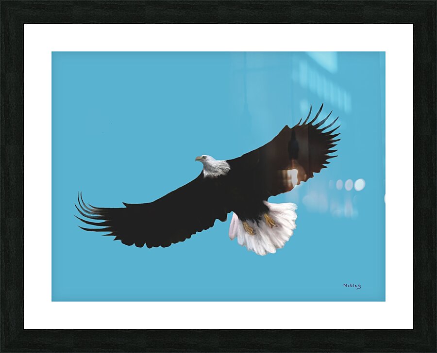 EAGLE IN FLIGHT  Picture Frame print
