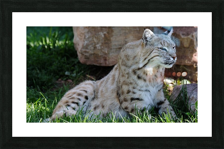 Bobcat Picture Frame print