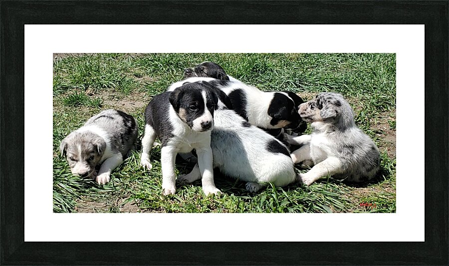 Nadines pups  Picture Frame print