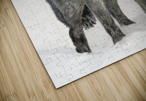 Grey Wolf  Noble Gallery puzzle