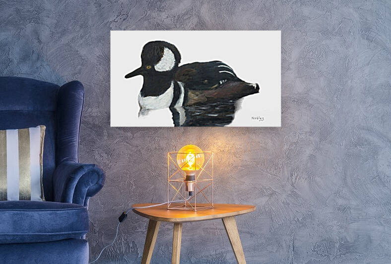  Hooded Merganser   Reproduction