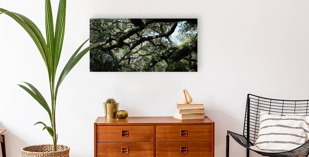 St.  Augustine old oak Reproduction