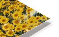  Dakota Sunflower Fields HD Metal print