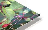 Seattle Flowers  HD Metal print