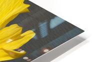 Sunflower HD Metal print