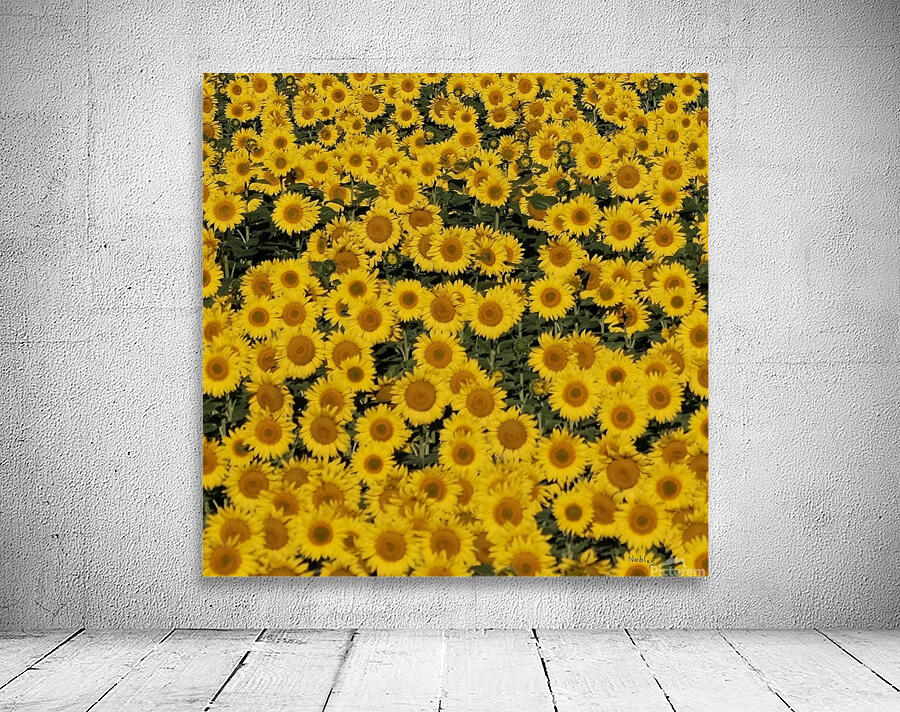  Dakota Sunflower Fields Wall Preview