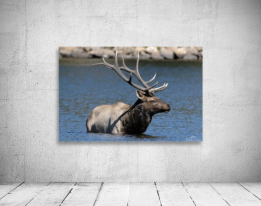 Lake Estes Bull Elk  Wall Preview