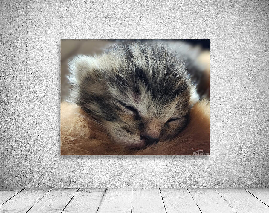 Kitty Wall Preview