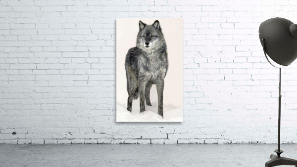 Grey Wolf  Wall Preview