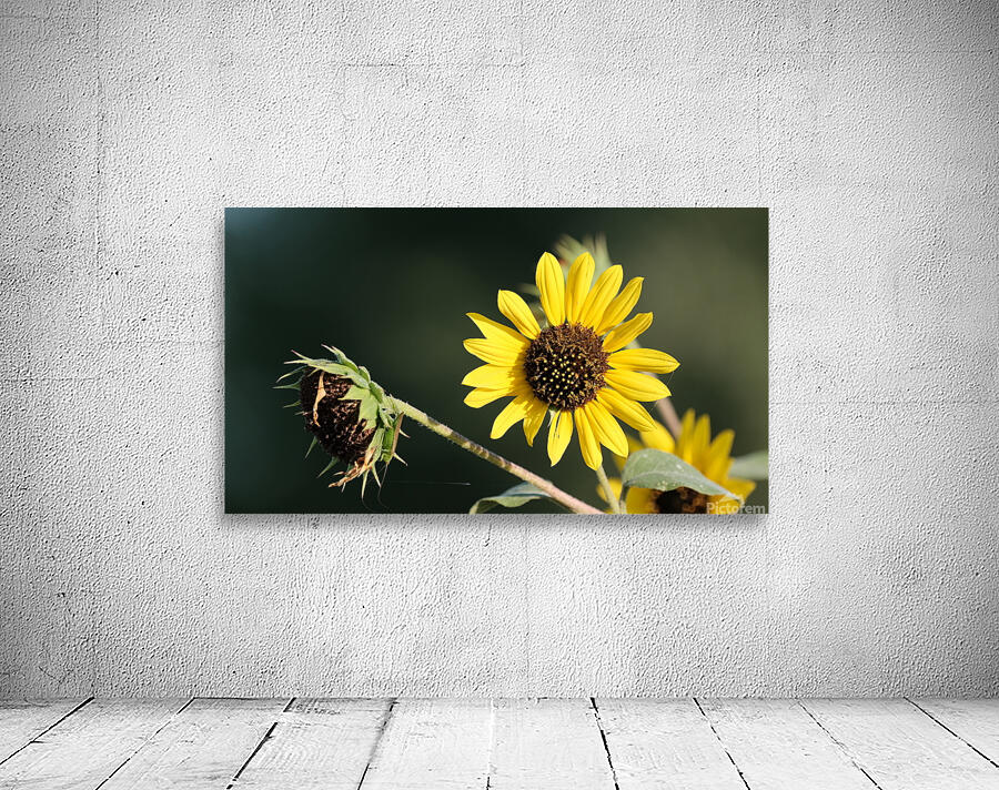Sunflower v1 Wall Preview