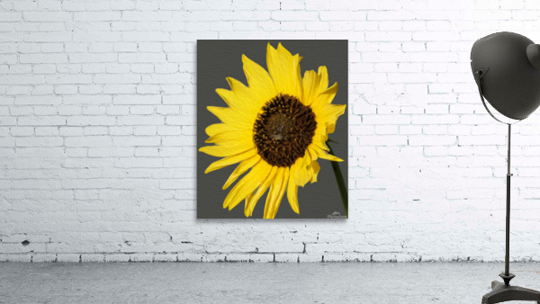 Sunflower Wall Preview