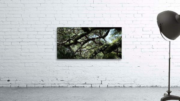 St.  Augustine old oak Wall Preview