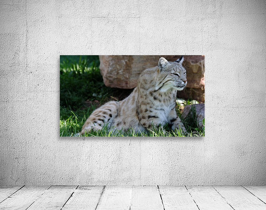 Bobcat Wall Preview