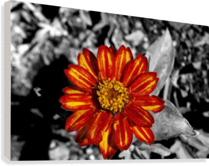 Bubbles Reimagined 61 Canvas Print