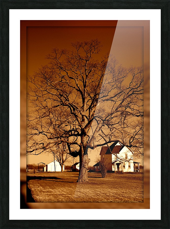 Magnificent Tree Picture Frame print
