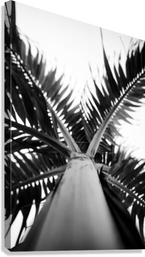 From Below the Palm BW Canvas Print