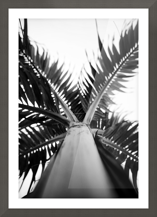 From Below the Palm BW Picture Frame print