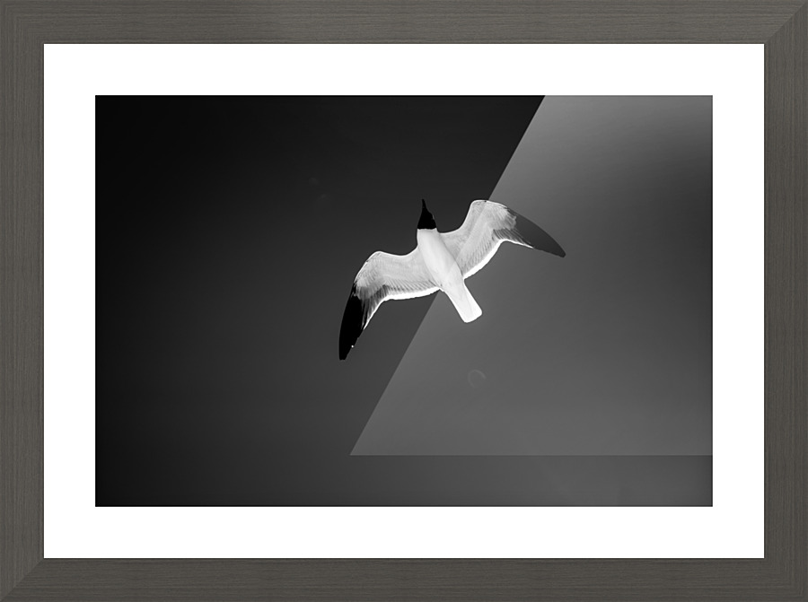 Flight Picture Frame print