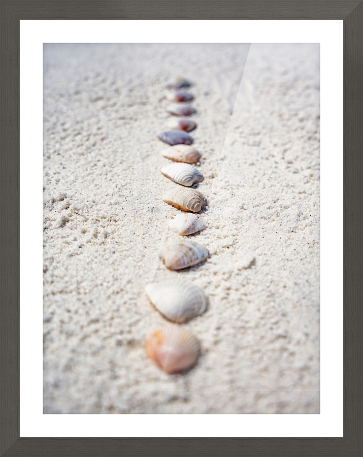 Shell Artistry Picture Frame print