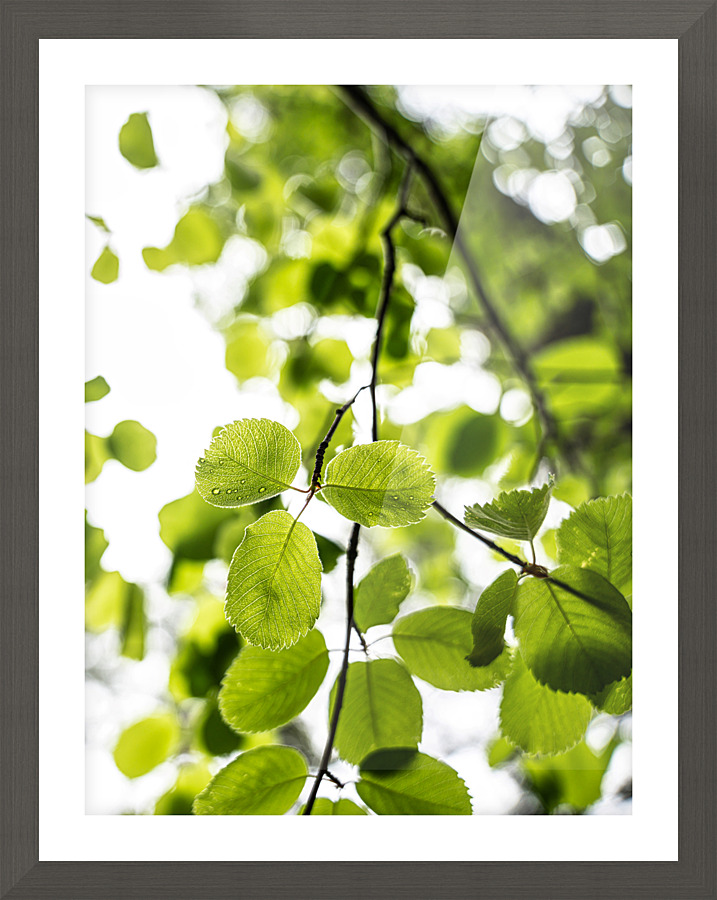 Aspen Glow Picture Frame print