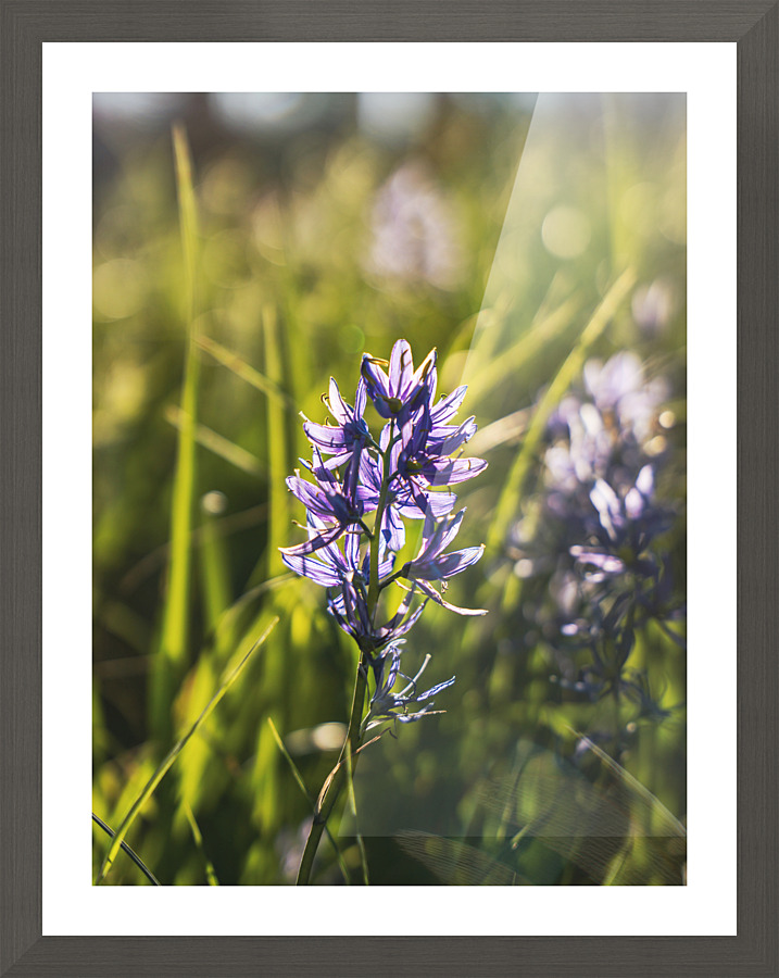 Vintage Camas Picture Frame print