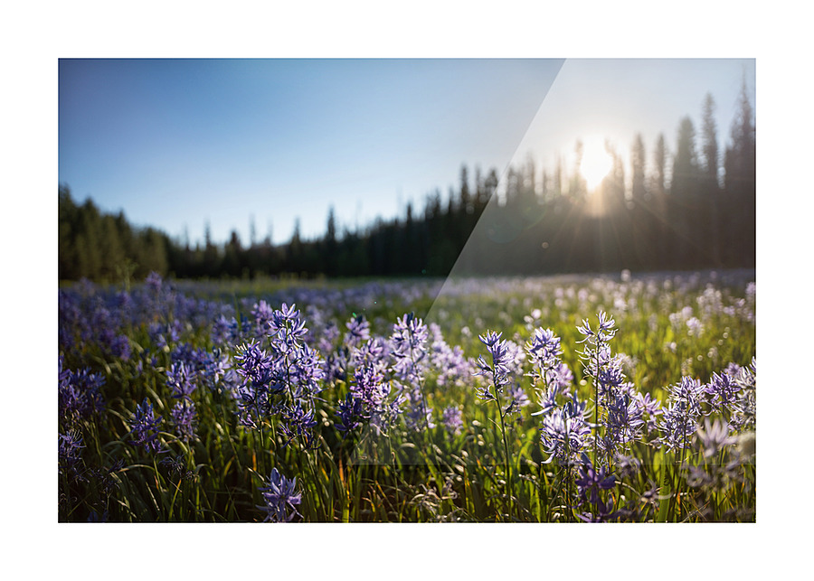 Packer Meadow Picture Frame print