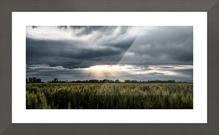 Dream Field Picture Frame print