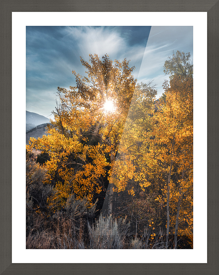 Golden Aspen Picture Frame print