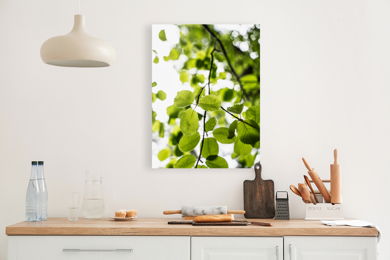 Aspen Glow Reproduction